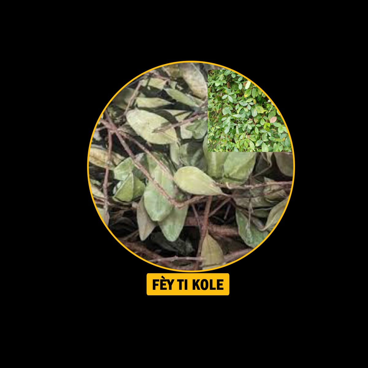 FÈY POU ENPOTANS SEKSYÈL