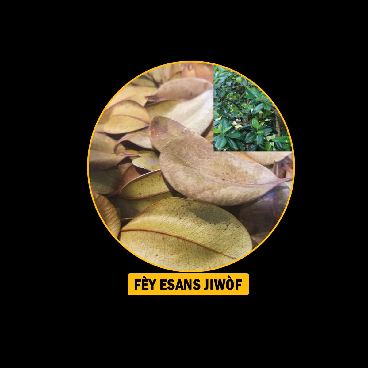Fèy pou endijesyon,maladi fwa, antigaz