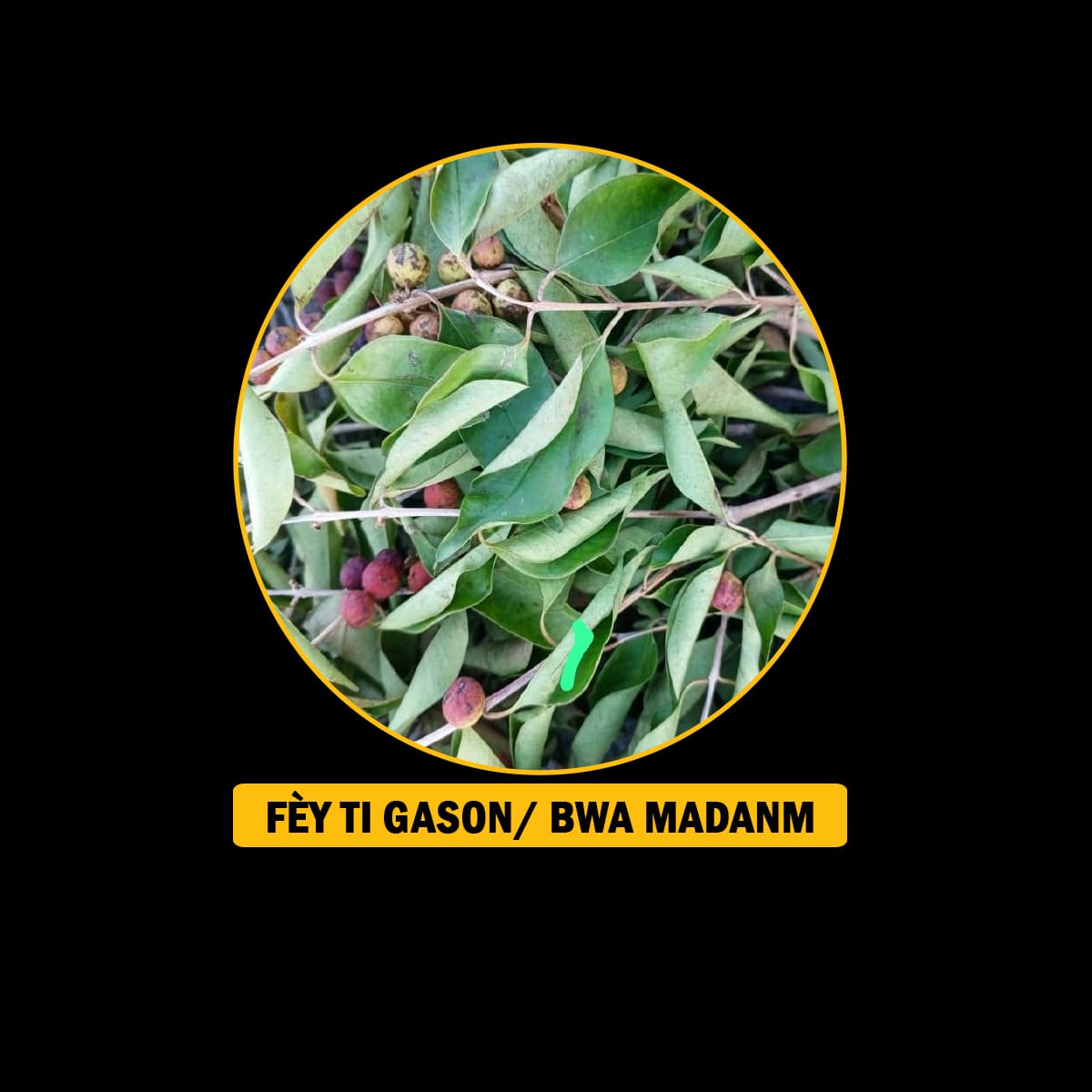 FÈY POU MALADI RESPIRATWA / BWONCH / AZMA