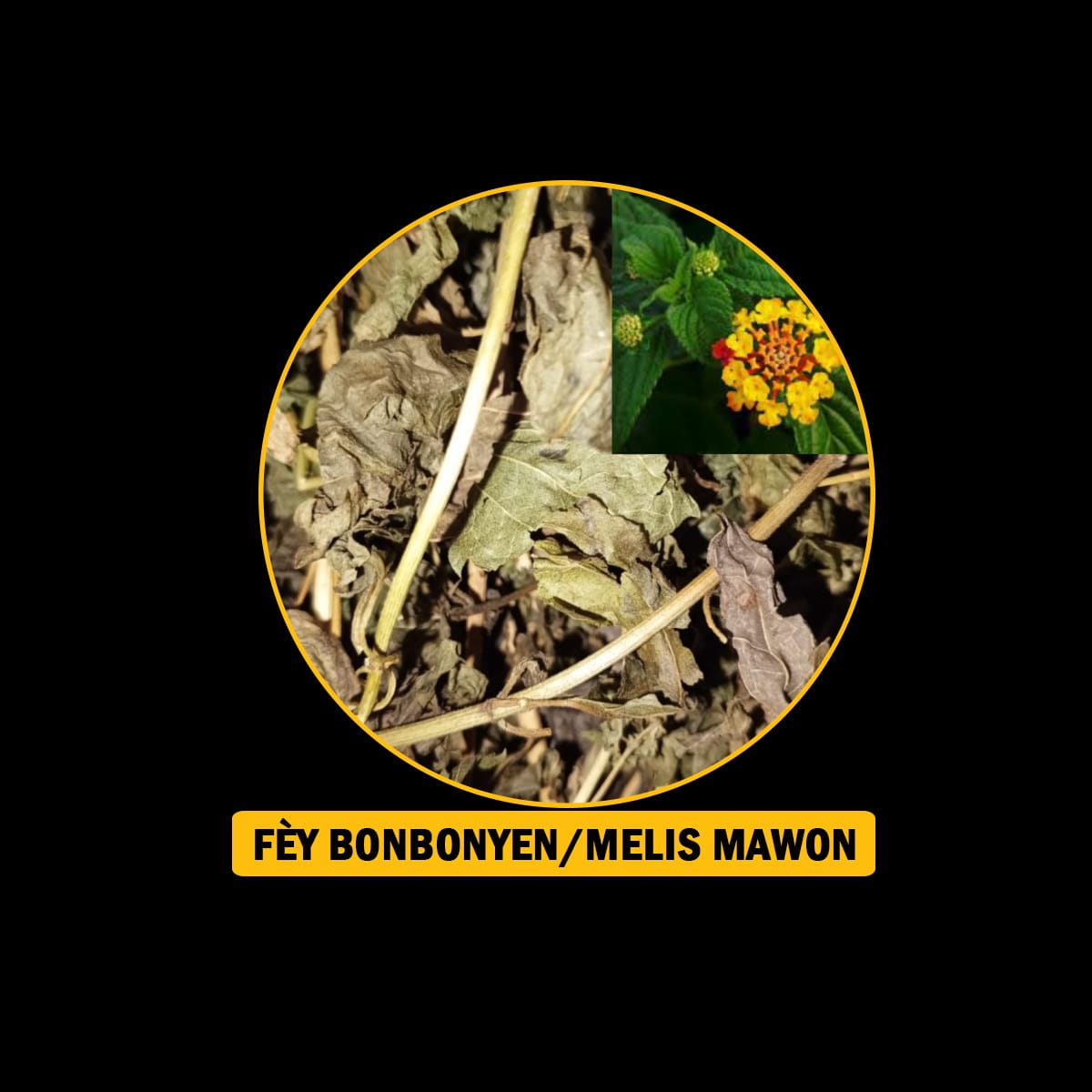 FÈY POU MALADI DYABÈT/ TANSYON AK KOLESTEWÒL