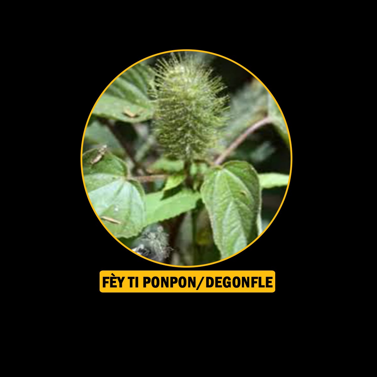 Fèy pou endijesyon,maladi fwa, antigaz
