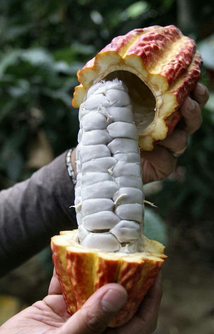 Òganik Chokola  Ayisyen